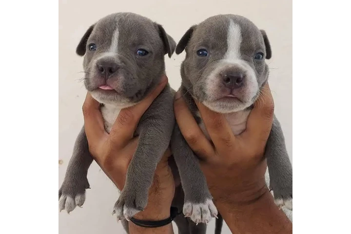 $350 : Cachorros de pitbull image 1