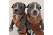 Cachorros de pitbull en New York