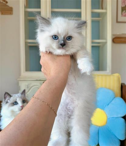 $300 : Gatitas Ragdoll hembras image 2