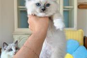 $300 : Gatitas Ragdoll hembras thumbnail