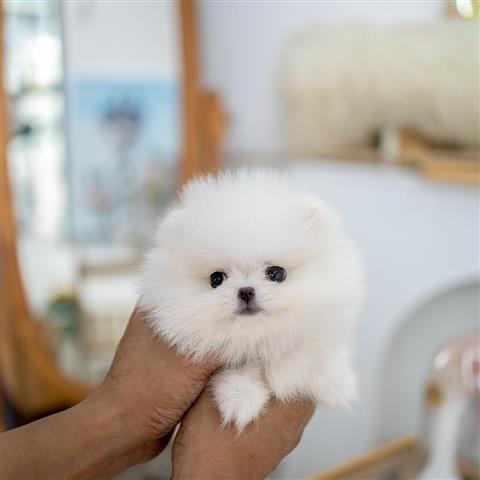 $250 : Teacup Pomeranian puppies image 4