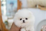 $250 : Teacup Pomeranian puppies thumbnail