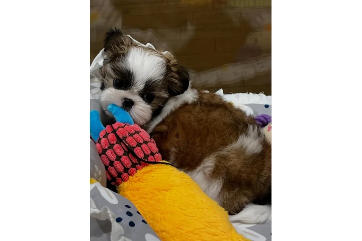 $350 : cachorros Shihzu image 2