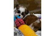 $350 : cachorros Shihzu thumbnail