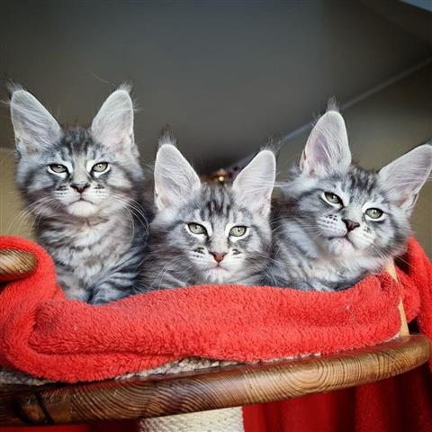 $400 : Cute Maine Coon kittens image 1