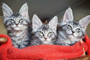 Cute Maine Coon kittens en Salt Lake City