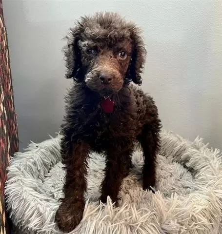 $350 : Poodle puppies for adoption image 2