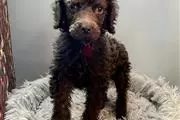 $350 : Poodle puppies for adoption thumbnail