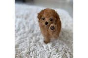 Toy Poodle Puppies For Sale en New York