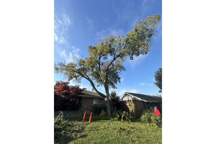 Tree service image 5