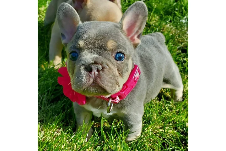 $300 : Pomeranian puppies and French image 5