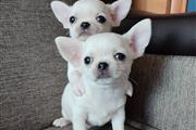 $400 : Chihuahua puppy for sale thumbnail