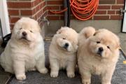 Chow Chow Puppies For Sale en Kansas City