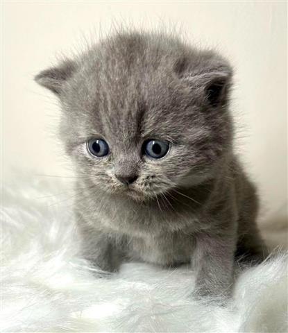 $200 : Cutest Shorthair Kittens Ready image 2