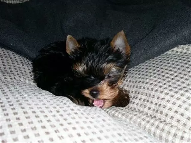 $100 : adopt yorkies puppies free image 1