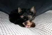 adopt yorkies puppies free en Las Cruces