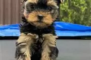 Yorkie Hola, me llamo Duke en Des Moines