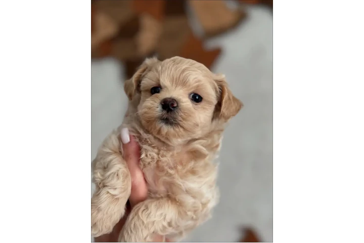 $350 : Cachorro Maltipoo image 3