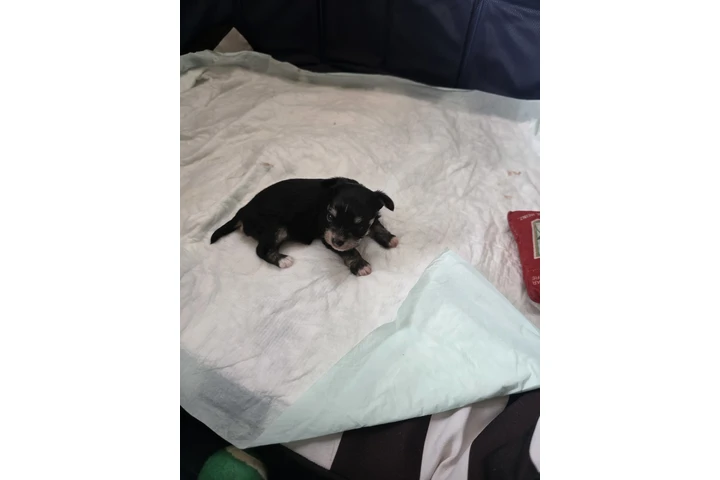 $850 : Perrita chizer de 1 mes image 2
