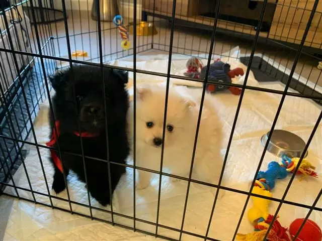 $450 : Pomeranian Puppies image 1