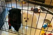 Pomeranian Puppies en Albuquerque