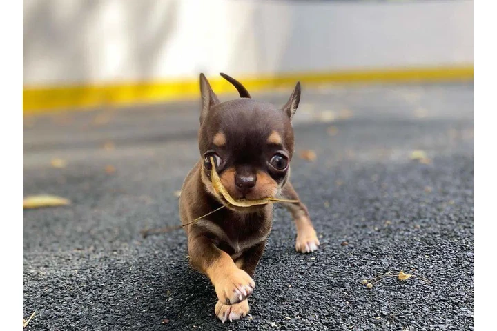 $350 : Cachorros Chihuahua en venta image 3