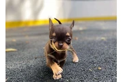 $350 : Cachorros Chihuahua en venta thumbnail