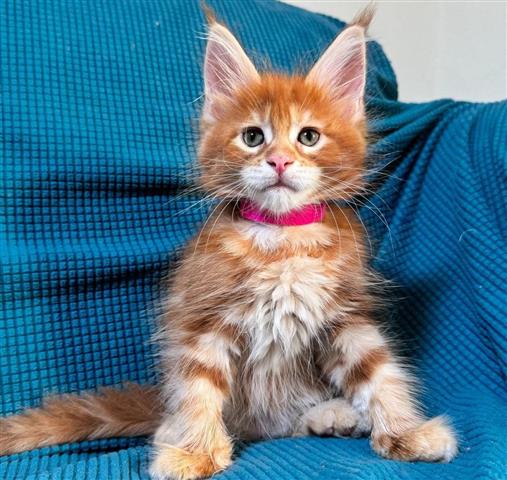 $380 : Maine Coon Kitten Ready image 2