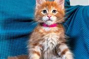 $380 : Maine Coon Kitten Ready thumbnail