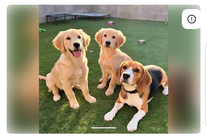 $73 : Pomeranian puppies image 1