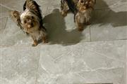 $850 : Cachorro Yorkies Terrier thumbnail