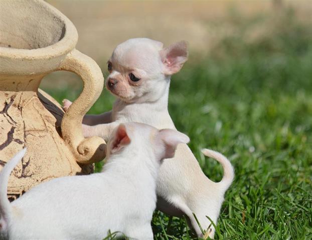 $250 : Chihuahua puppies image 5