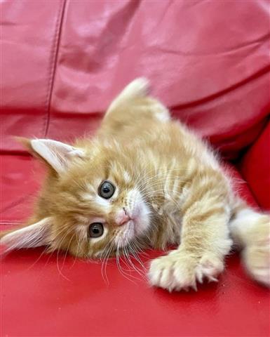 $600 : Gatitos Maine Coon Disponibles image 3