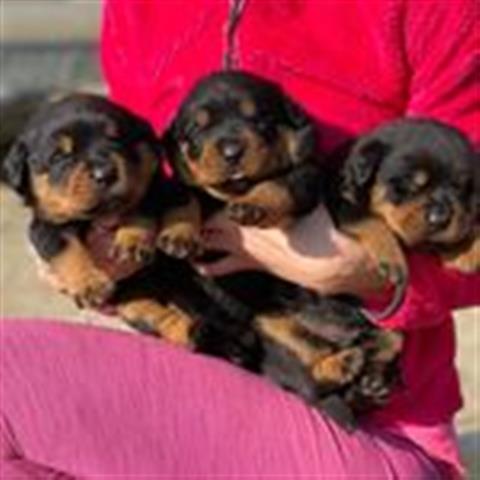 $500 : Top Quality Rottweiler Puppies image 2