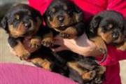 $500 : Top Quality Rottweiler Puppies thumbnail