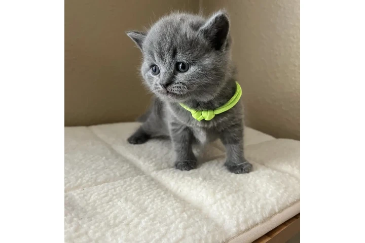 $200 : British Shorthair azul listo image 1