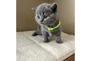 British Shorthair azul listo en Elizabeth