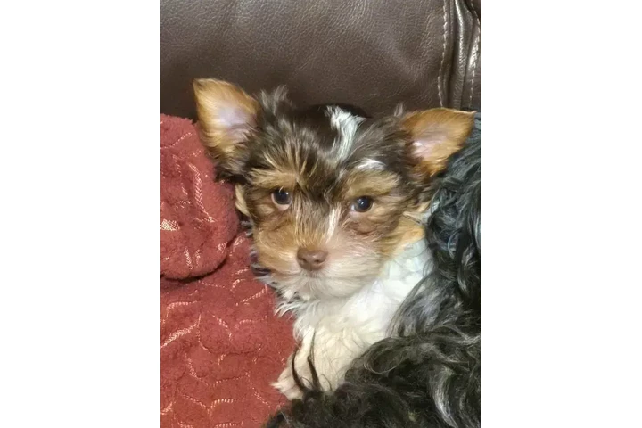 $1200 : Female chocolate biewer Yorkie image 6