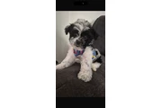Puppie male en Los Angeles