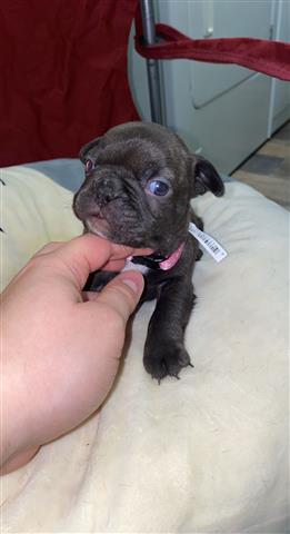 $2000 : French bulldogs puppies image 4