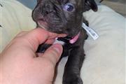 $2000 : French bulldogs puppies thumbnail