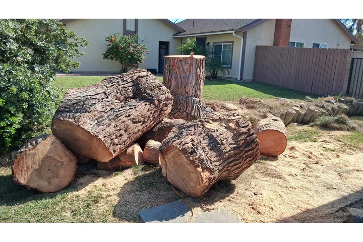 Memo's Tree Service image 5