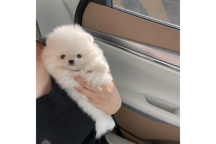 $350 : Pomerania en venta image 3