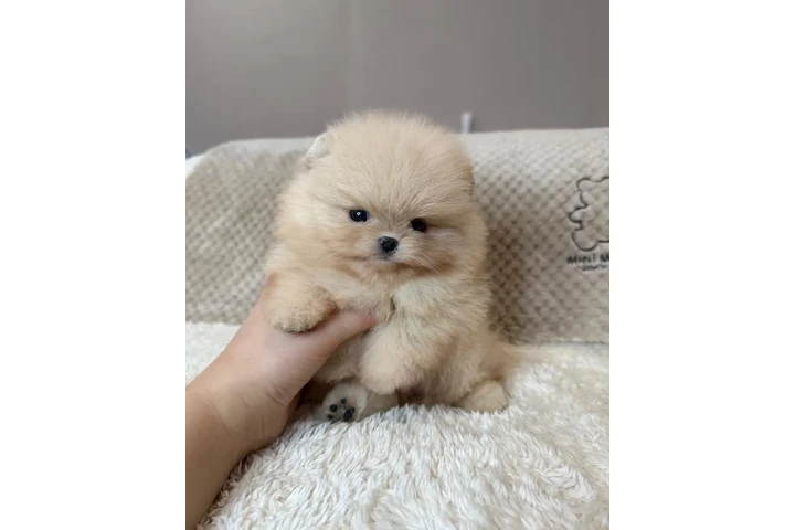 $350 : Pomerania taza de té image 3