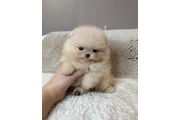 $350 : Pomerania taza de té thumbnail