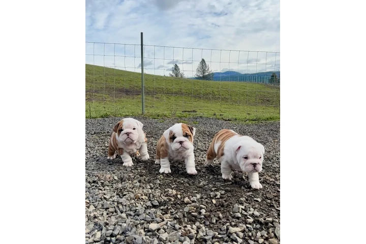 $500 : Cachorros de Bulldog Inglés image 2