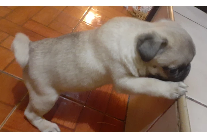 $3500 : Cachorros pug image 2