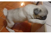 $3500 : Cachorros pug thumbnail