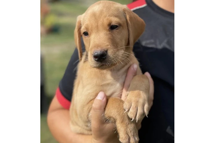 $480 : Labrador Available image 2