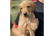 $480 : Labrador Available thumbnail